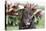 Chocolate Labrador Retriever 04-Bob Langrish-Premier Image Canvas