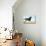 Chocolate Labrador Retriever 35-Bob Langrish-Premier Image Canvas displayed on a wall