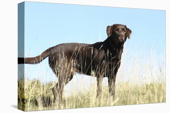 Chocolate Labrador Retriever 35-Bob Langrish-Premier Image Canvas