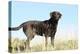 Chocolate Labrador Retriever 35-Bob Langrish-Premier Image Canvas