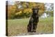 Chocolate Labrador Retriever 52-Bob Langrish-Premier Image Canvas