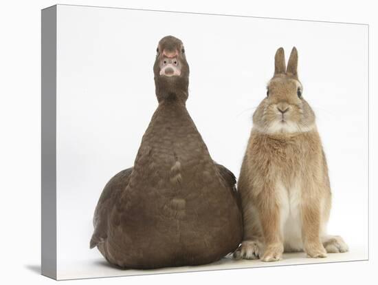 Chocolate Muscovy Duck and Netherland Dwarf-Cross Rabbit-Mark Taylor-Premier Image Canvas