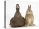 Chocolate Muscovy Duck and Netherland Dwarf-Cross Rabbit-Mark Taylor-Premier Image Canvas