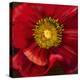 Chocolate Poppy I-Dysart-Stretched Canvas