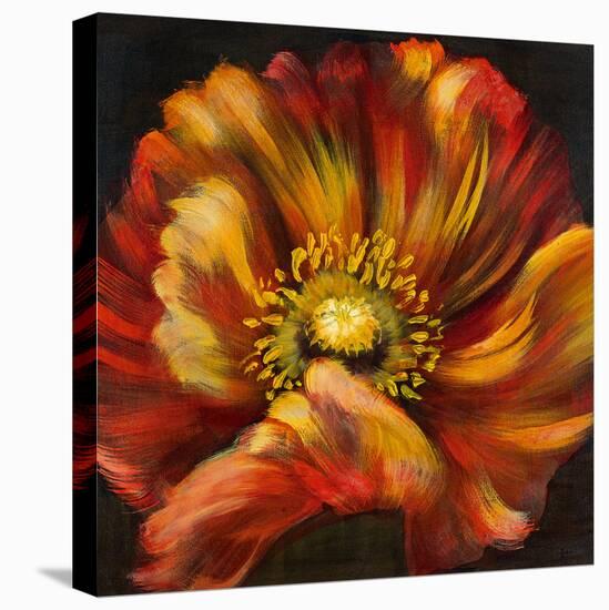 Chocolate Poppy III-Dysart-Stretched Canvas