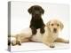 Chocolate Retriever Puppy Lying over a Yellow Retriever Puppy-Jane Burton-Premier Image Canvas