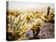 Cholla Along The Cholla Cactus Garden Trail In Joshua Tree National Park-Ron Koeberer-Premier Image Canvas