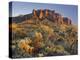 Cholla Cacti, Lost Dutchman, Lost Dutchman State Park, Arizona, Usa-Rainer Mirau-Premier Image Canvas