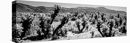 Cholla cactus in Joshua Tree National Park, California, USA-null-Premier Image Canvas