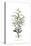 Chondrilla ramosissima, Flora Graeca-Ferdinand Bauer-Premier Image Canvas