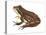 Chorus Frog (Pseudacris Ornata) , Amphibians-Encyclopaedia Britannica-Stretched Canvas