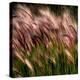 Chorus of Beauty Unnoticed-Steven Maxx-Premier Image Canvas