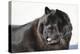 Chow Chow 02-Bob Langrish-Premier Image Canvas