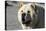 Chow Chow 11-Bob Langrish-Premier Image Canvas