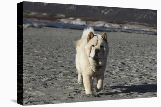 Chow Chow 24-Bob Langrish-Premier Image Canvas