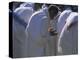 Christian Men at Prayer During Mass in the Church at Woolisso, Shoa Province, Ethiopia-Bruno Barbier-Premier Image Canvas