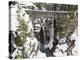 Christine Falls, Rainier National Park, Mt, Washington, Usa-Jamie & Judy Wild-Premier Image Canvas