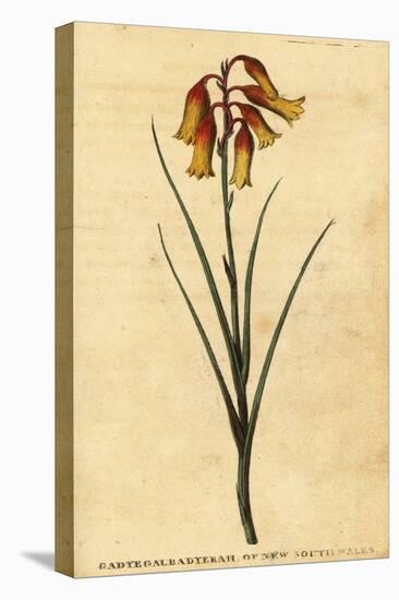 Christmas Bells, Blandfordia Nobilis.,1800 (Engraving)-Thomas Watling-Premier Image Canvas