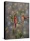 Christmas Cardinal-Sarah Davis-Premier Image Canvas