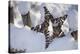 Christmas decoration in the snow, still life-Andrea Haase-Premier Image Canvas