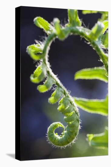 Christmas Fern, Polystichum Acrostichoides, in Durham, New Hampshire-Jerry & Marcy Monkman-Premier Image Canvas