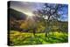 Christmas Morning Light at Mount Diablo, San Francisco Bay Area-Vincent James-Premier Image Canvas