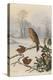 Christmas Robin and Friends-Harry Bright-Premier Image Canvas