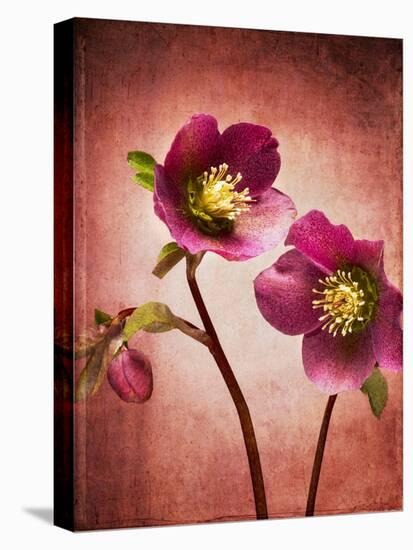 Christmas Rose, Flower, Blossoms, Bud, Still Life, Red, Yellow-Axel Killian-Premier Image Canvas