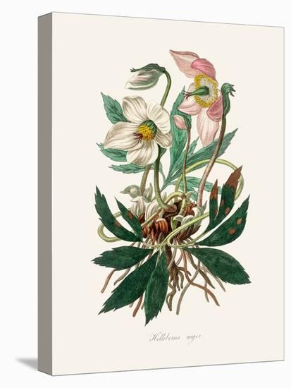 Christmas Rose (Helleborus Niger) Medical Botany-John Stephenson and James Morss Churchill-Premier Image Canvas