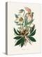 Christmas Rose (Helleborus Niger) Medical Botany-John Stephenson and James Morss Churchill-Premier Image Canvas