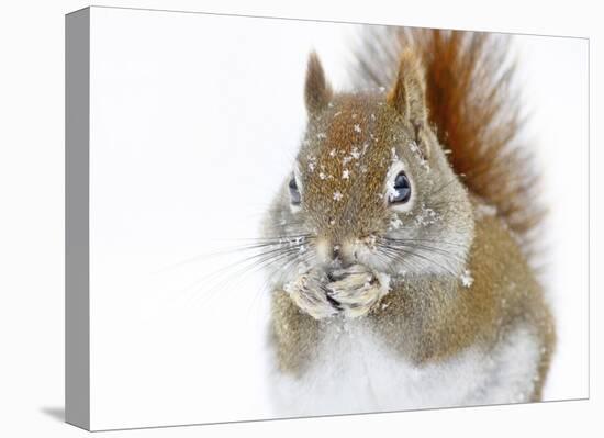 Christmas Squirrel-Mircea Costina-Stretched Canvas