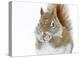 Christmas Squirrel-Mircea Costina-Stretched Canvas