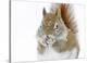 Christmas Squirrel-Mircea Costina-Stretched Canvas