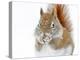 Christmas Squirrel-Mircea Costina-Premier Image Canvas