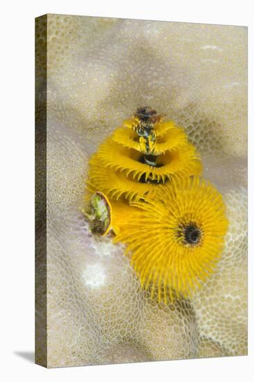 Christmas Tree Worm (Spirobranchus), Fiji-Pete Oxford-Premier Image Canvas