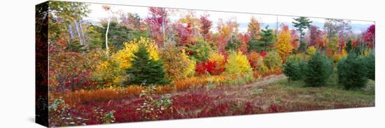 Christmas trees and fall colors, Lincolnville, Waldo County, Maine, USA-Panoramic Images-Premier Image Canvas