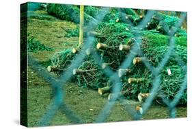 Christmas Trees Through Fence-null-Stretched Canvas