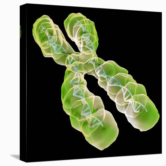 Chromosome, Artwork-Friedrich Saurer-Premier Image Canvas