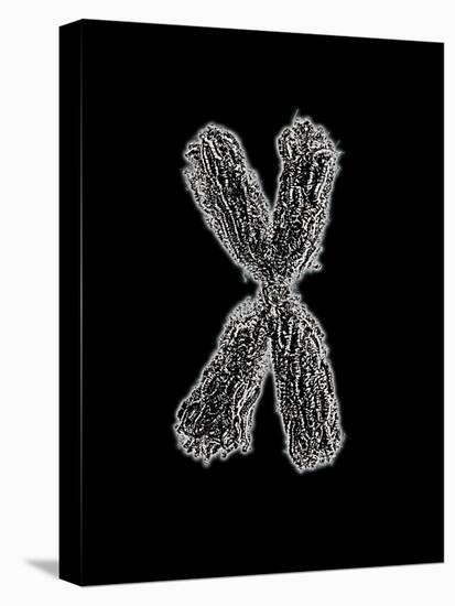 Chromosome-Tim Vernon-Premier Image Canvas