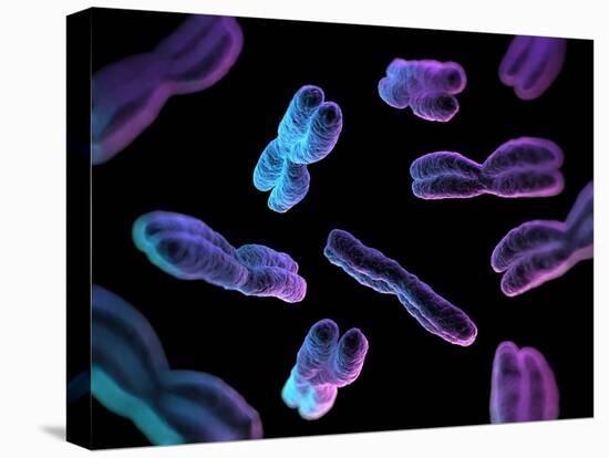 Chromosomes, Artwork-SCIEPRO-Premier Image Canvas