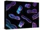 Chromosomes, Artwork-SCIEPRO-Premier Image Canvas