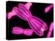 Chromosomes, Artwork-SCIEPRO-Premier Image Canvas