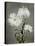 Chrysanthemum, 19th Century-Ogawa Kazuma-Premier Image Canvas