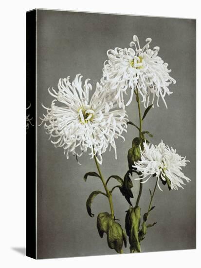 Chrysanthemum, 19th Century-Ogawa Kazuma-Premier Image Canvas