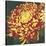 Chrysanthemum 1-Elizabeth Hellman-Stretched Canvas