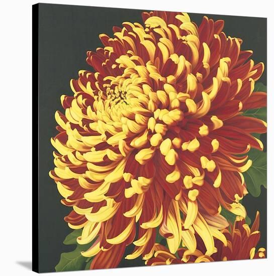 Chrysanthemum 2-Elizabeth Hellman-Stretched Canvas