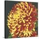 Chrysanthemum 2-Elizabeth Hellman-Stretched Canvas