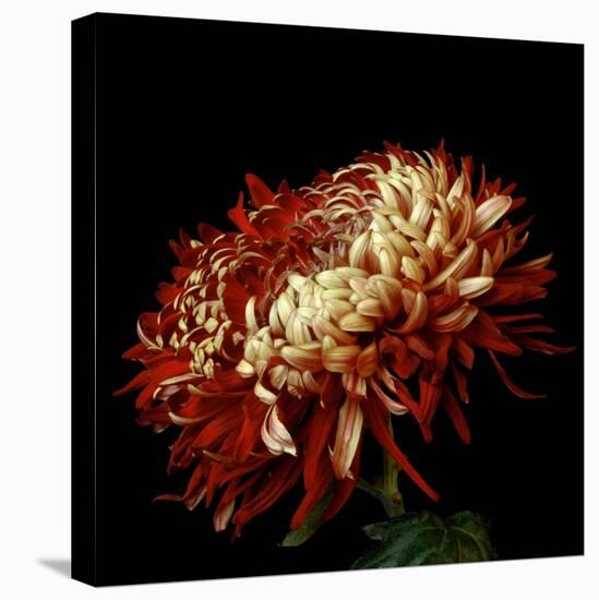 Chrysanthemum 3-Magda Indigo-Premier Image Canvas