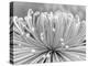 Chrysanthemum, Asakusa, Tokyo, Japan-Rob Tilley-Premier Image Canvas