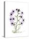 Chrysanthemum Family-Albert Koetsier-Stretched Canvas